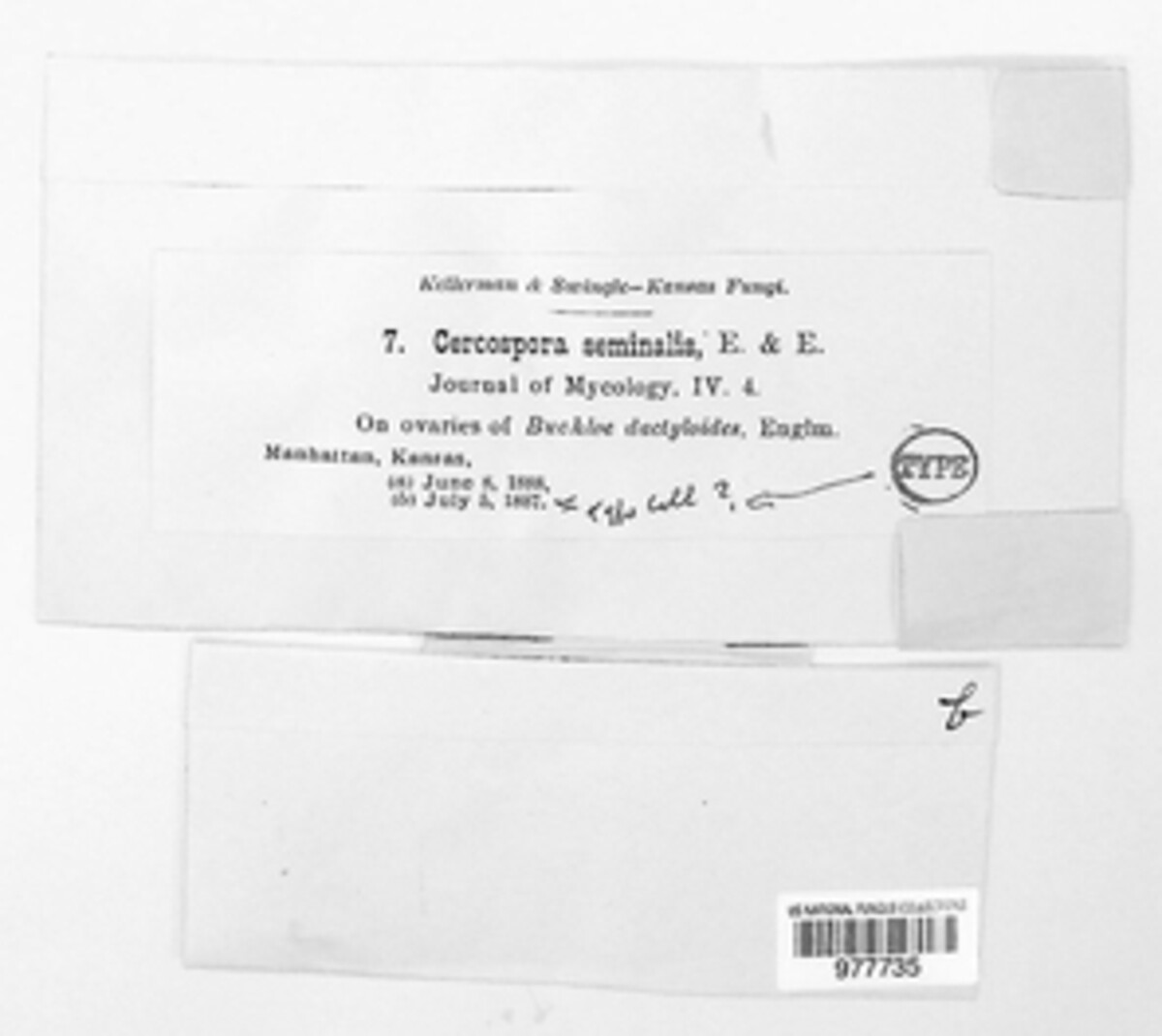 Porocercospora image